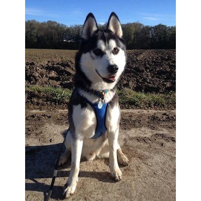 zero dc canicross harness